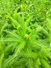 Achillea millefolium