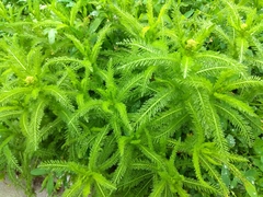 Achillea millefolium