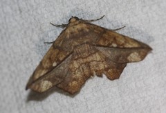 Polyacme dissimilis
