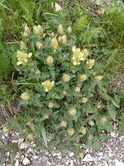 Scutellaria caucasica