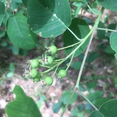 Amelanchier spicata