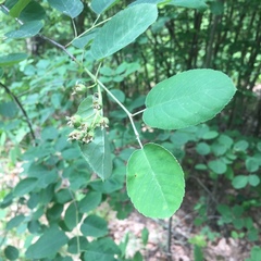 Amelanchier spicata