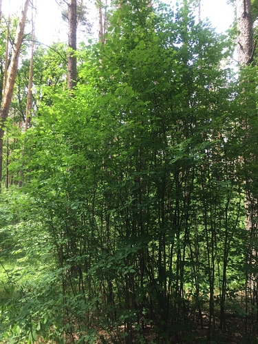 Varpinė medlieva nuotrauka