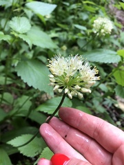 Allium victorialis