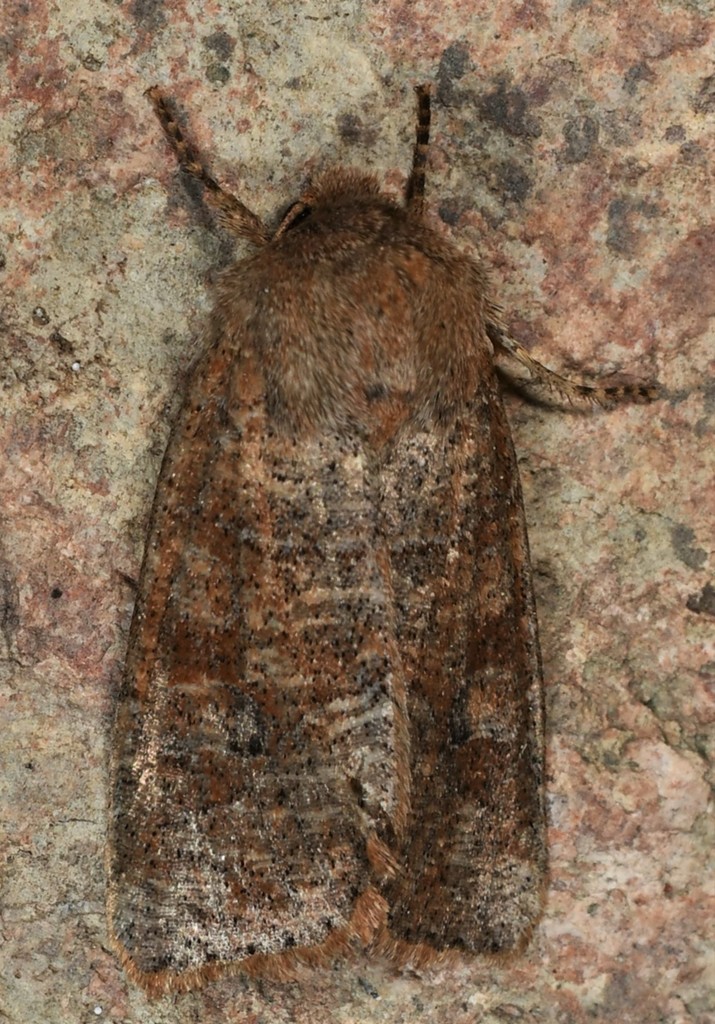 Normal Quaker Norman's Quaker from Val-d'Or, QC, Canada on June 03, 2021 at 05:26 AM ...