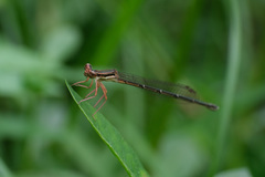 Platycnemis phyllopoda