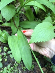 Allium victorialis