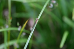 Platycnemis phyllopoda