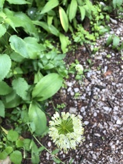 Allium victorialis