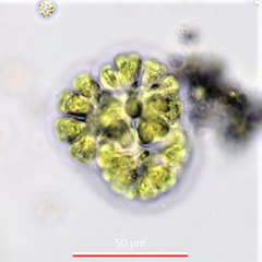 Gomphosphaeria aponina