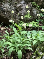 Allium victorialis