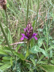 Dactylorhiza incarnata