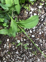 Allium victorialis