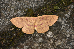Cyclophora gigantula