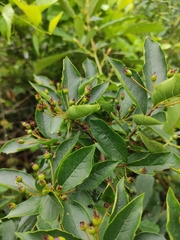 Photinia parvifolia