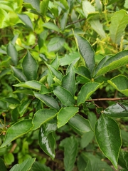 Photinia parvifolia