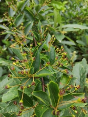 Photinia parvifolia