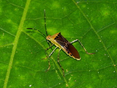 Hypselonotus lineatus