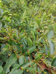 Photinia parvifolia