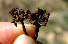 Lampranthus purpureus