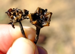 Lampranthus purpureus