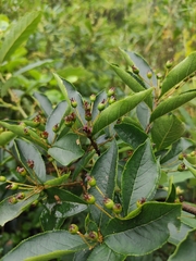 Photinia parvifolia