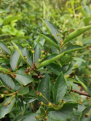 Photinia parvifolia