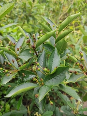 Photinia parvifolia