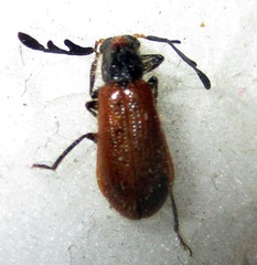 Enopliinae