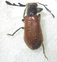 Enopliinae