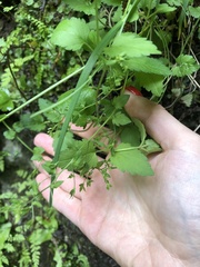 Veronica peduncularis