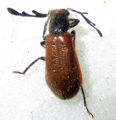 Enopliinae