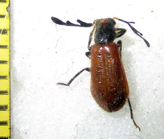 Enopliinae