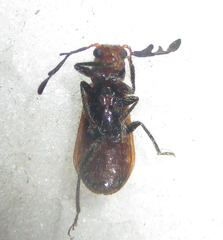 Enopliinae