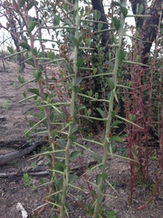 Gymnosporia nemorosa