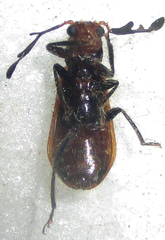 Enopliinae