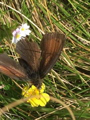 Erebia tyndarus