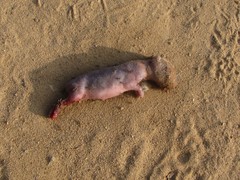 Otospermophilus beecheyi