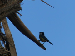 Cyanistes teneriffae