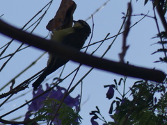 Cyanistes teneriffae