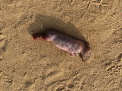 Otospermophilus beecheyi