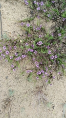 Thymus borysthenicus