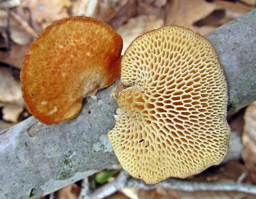 hexagonal-pored polypore