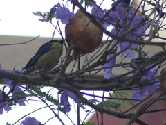 Cyanistes teneriffae