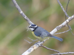Cyanistes teneriffae