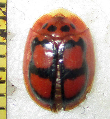 Aspidimorpha areata