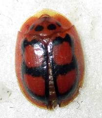 Aspidimorpha areata