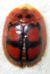 Aspidimorpha areata