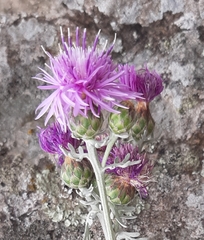 Centaurea gymnocarpa