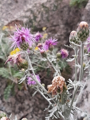 Centaurea gymnocarpa